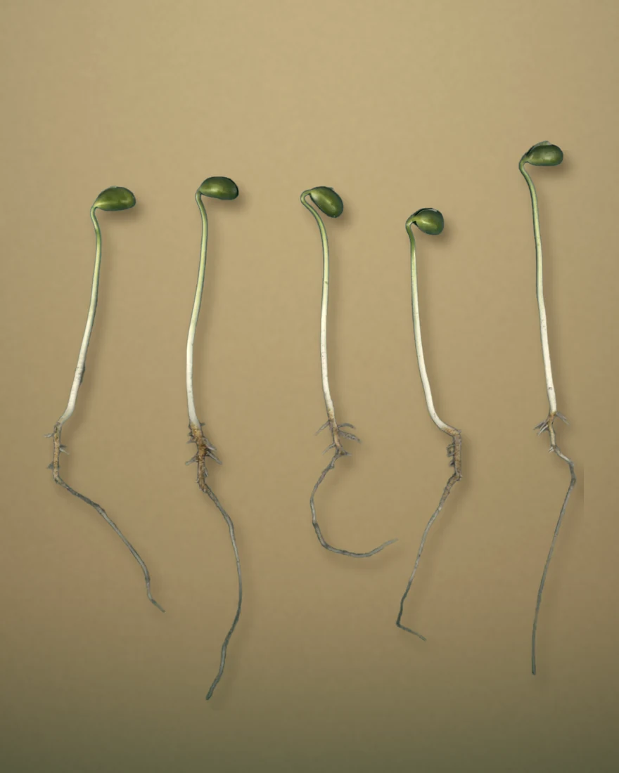 Plântulas de soja do teste de germinação