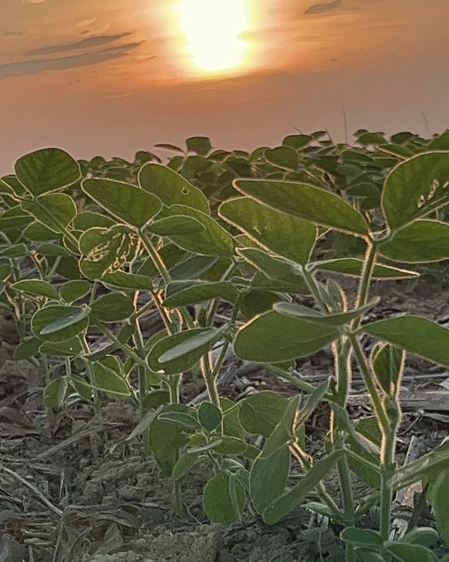Lavoura de soja em desenvolvimento ao pôr do sol
